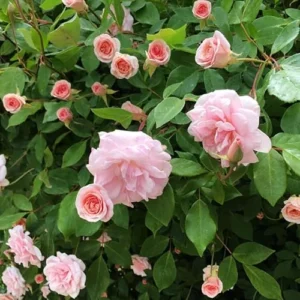 Light Pink Climbing Rose Plant - 1 to 2 Feet Tall - Perennial Shrub