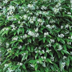 Star Jasmine Plant - 3 to 4 Feet Tall - White Climbing Vine for Garden