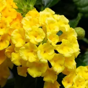 Live Yellow Lantana Plant - 4 to 6 Inch | Vibrant Summer Shrub