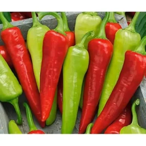 2 Live Sweet Banana Pepper Plants - Sweet Peppers - 4 to 6 Inches Tall