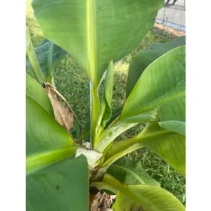 Gran Nain Banana Plant - Cold Hardy Live Banana Tree, 2 Feet Tall