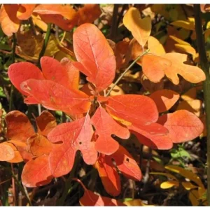 2 Sassafras Tree Seedlings - 18 to 24 Inch Bare Root - Hardy & Fast-Growing