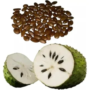 20 Soursop Seeds - Premium Guanabana Graviola Annona Muricata for Planting