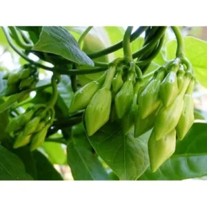 25 Seeds Loroco Plant Seeds - White Loroco Flowers, Edible Vegetable Seeds