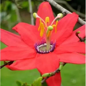 Red Passion Flower Plant - 4 to 6 Inch Passiflora Passionvine Seedling