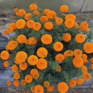 Orange Marigold Live Plants - 2 Pack - 4 Inch Pot - Vibrant Blooms