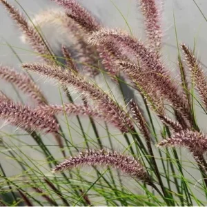 Pink Fountain Grass Plant, Rose Fountain Grass, 5-8 Inches Tall, 4-Inch Pot