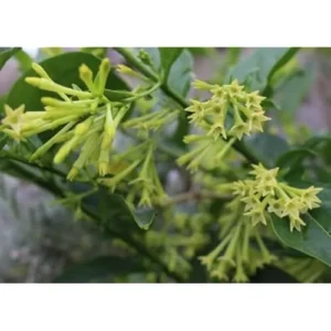 Night Blooming Jasmine Plant - 1 to 2 Feet Tall, Fragrant Jessamine Bush