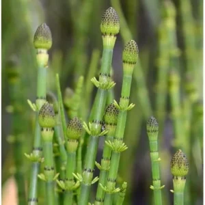 15 Horsetail Reed Plants Cuttings - Green Equisetum Hyemale - 12 Inch Stems - Unrooted