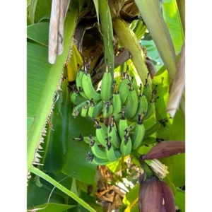 Gran Nain Banana Plant - Cold Hardy Live Banana Tree, 2 Feet Tall