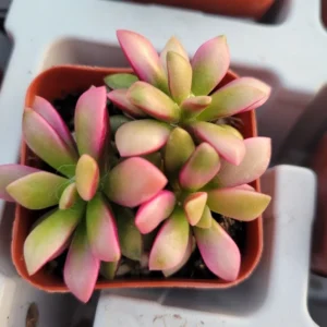 Anacampseros Telephiastrum 'Sunrise' - Rare Succulent - Rooted Cuting - Pink and Green