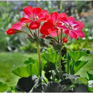 Live Geranium Plants - 4-6 Inch Tall - Red Flowers - Hardy & Fragrant