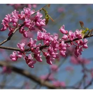 3 Eastern Redbud Trees - 12 to 18 Inch Bare Root, Hardy Redbud Plant, Pink Purple Flowers