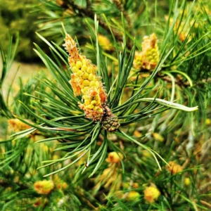 Virginia Pine 2 Bare-root Trees - 6-12 Inch - Premium Evergreen for Landscaping