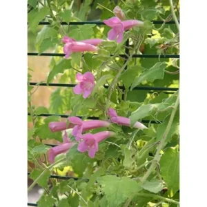 Pink Creeping Gloxinia Vine - Lophospermum, 5-9 Inches, Climbing Flowering Plant