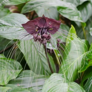 Black Bat Flower - Tacca chantrieri - Live Rooted Plant in 3" Pot - Rare Exotic Tropical