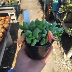 Cotyledon pendens - Cliff Cotyledon Hanging Succulent - 2in Pot