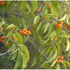 American Bittersweet Vine - 12 to 18 Inches Bare Root - Climbing Plant