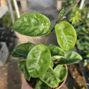 Hoya Krinkle - Ripple Hoya - Crinkle Hoya - 2in Pot - Trailing Houseplant