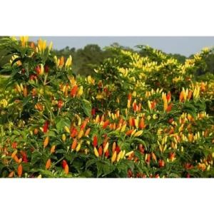 2 Pepper Live Plants - Pepper Hot Tabasco Plants Hot Chili Pepper Plants for Home Garden