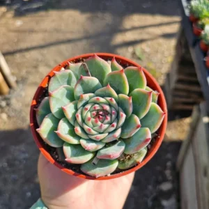 Echeveria Colorata Succulent - 4in Pot - Drought-Tolerant and Low Maintenance