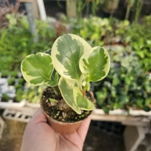 Peperomia Obtusifolia Variegated - 2in Pot - Radiator Plant