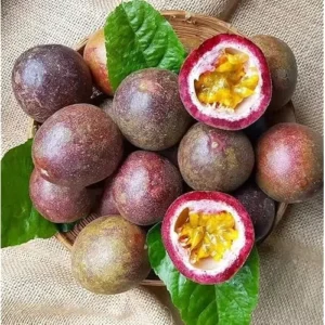 Purple Possum Passionfruit Plant - 4-6 Inch Vine Seedling - Easy to Grow