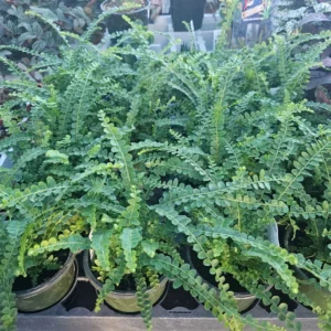 Lemon Button Fern Nephrolepis cordifolia Duffii 4 Inch Pot - Indoor Tropical Fern