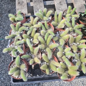 Monkey Tail Cactus - Trailing Cactus - 2in Pot Single Tail