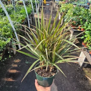 Dracaena Bicolor Cane - 6in Pot - Vibrant Indoor Corn Plant