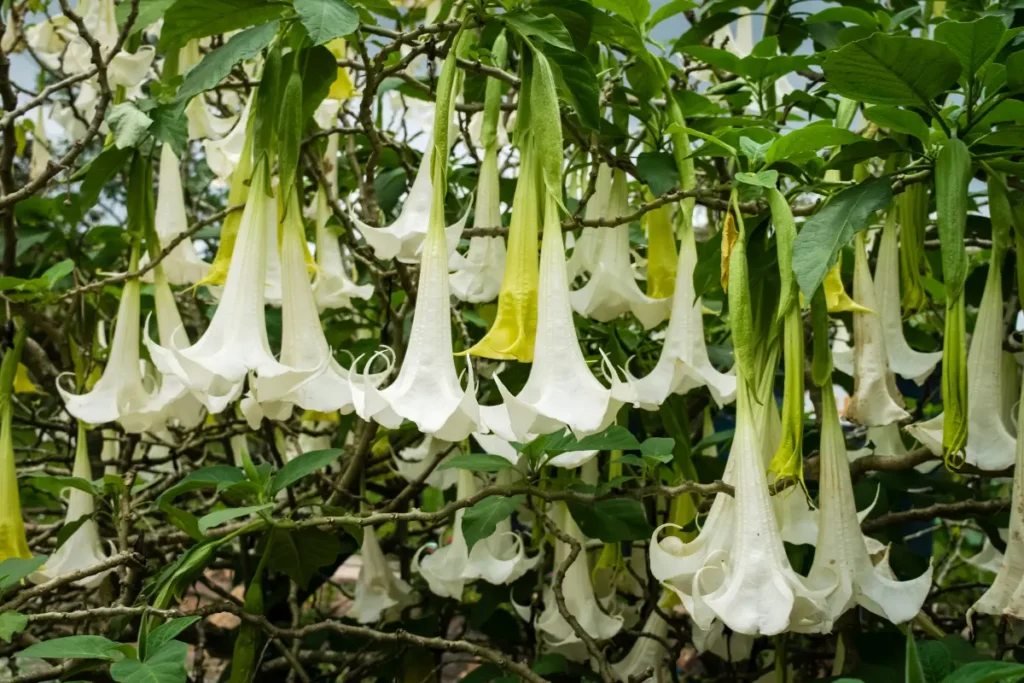 white Angel’s Trumpet