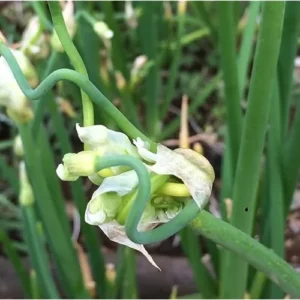 Egyptian Walking Onion Bulbs - 60 Bulbs - Hardy Perennial Red Sweet Onions