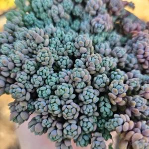 Sedum dasyphyllum - 2in Pot - Drought-Tolerant Hardy Succulent