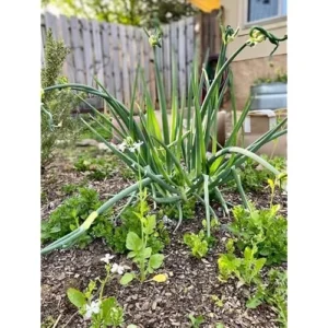 Egyptian Walking Onion Bulbs - 60 Bulbs - Hardy Perennial Red Sweet Onions
