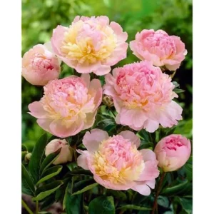 Double Pink Cream Peony Bulb - 1 Root, 2-3 Eyes, Bareroot