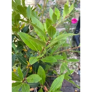Live Bay Laurel Tree - Sweet Bay Laurus Nobilis Plant - Potted 10-14 Inch