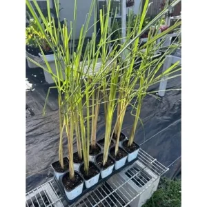 Pack 50 Live Lemongrass Plants - 5 to 7 Inch Tall, Well Rooted Herb