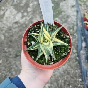 Haworthia limifolia Variegata - 4in Pot - Unique Succulent