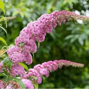 Pink Butterfly Bush Live Plant 4-6