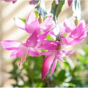 Live Christmas Cactus Plant - Pink Flowers - Schlumbergera - 6-Inch Pot