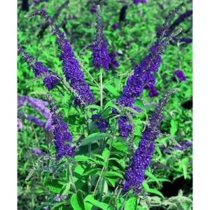 Blue Butterfly Bush Live Plant 4-6" Tall Buddleia Flowers | Perennial Butterfly Bush