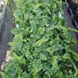 Jester's Crown Fern Nephrolepis exaltata 2in Pot - Hardy Green Plant