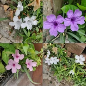 4 Live Mixed Mexican Petunia Plants | 4-6 Inch Tall Petunia Flowers