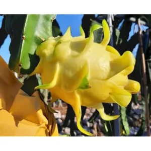 3 Dragon Fruit Plant Cuttings - Mixed Color, 6-12 Inch, Unrooted Pitaya