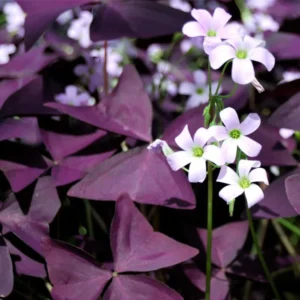 Purple Shamrock Plants 2-Pack - Live Oxalis Triangularis Plants