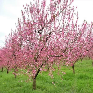 2 Elberta Peach Trees 2-3 Feet Tall Live Semi-Dwarf Self Pollinating Easy Grow