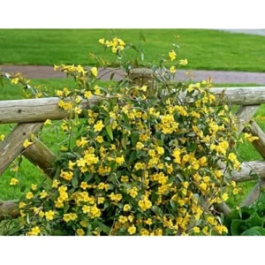 Carolina Jasmine Vine Plant - 1 to 2 Feet Tall - Yellow Fragrant Climbing Bush