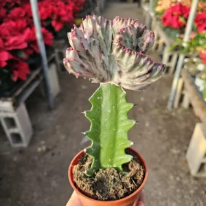 Grafted Euphorbia lactea cristata - Pink Coral Cactus - Crested - 3in Pot