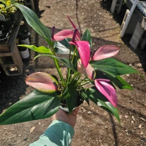 Anthurium Zizou Flowering Houseplant - Pink Blooms - 4in Pot