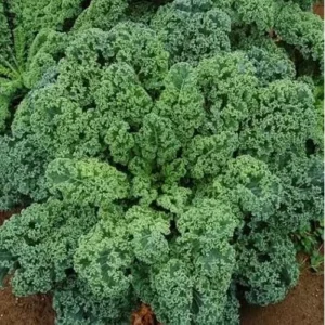 3 Dwarf Blue Curled Kale Plants - 4-Inch Pot - Live Vegetable Plants